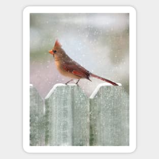 Female Cardinal Snowy Day Sticker